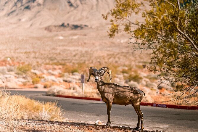 6hr Valley of Fire, Hoover Dam, Boulder City Tour from Las Vegas - Price and Value: Is $149 a Fair Deal?