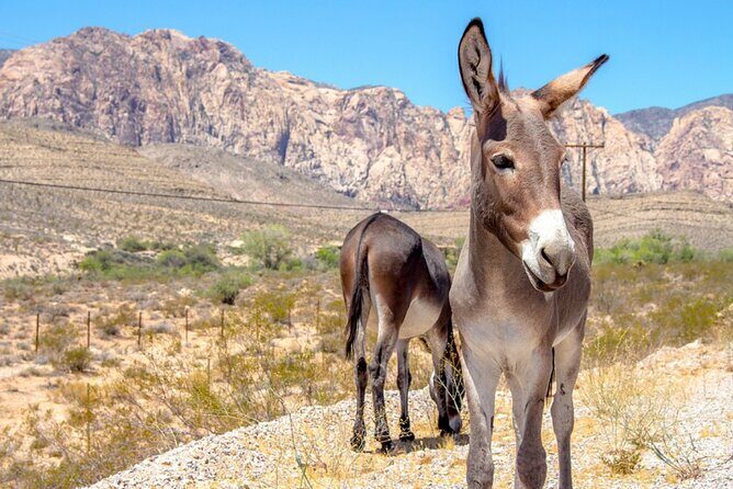 Audio Driving Tour: Grand Canyon West, Hoover Dam Red Rock Canyon - Stop 5: Guano Point—canyon views plus mining-cave texture