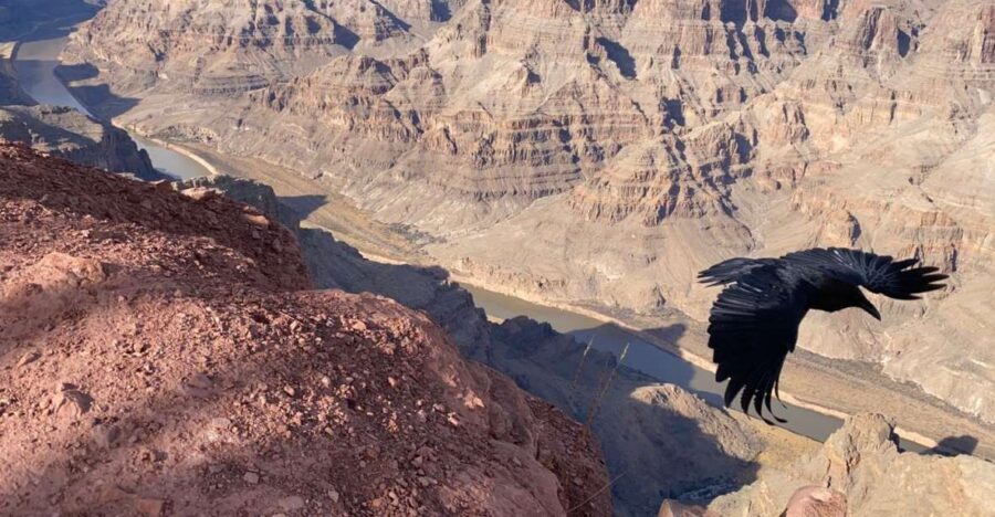 From Las Vegas: Grand Canyon & Hoover Dam Private Photo Tour - Zipline at Hualapai Ranch: fun time, but know what you’re committing to