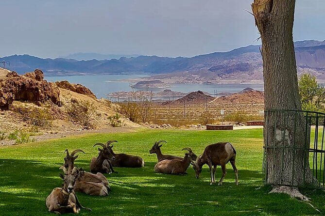 Hoover Dam Electric Bike Tour - Stop 1: Hemenway Park for wildlife odds and a quick reset