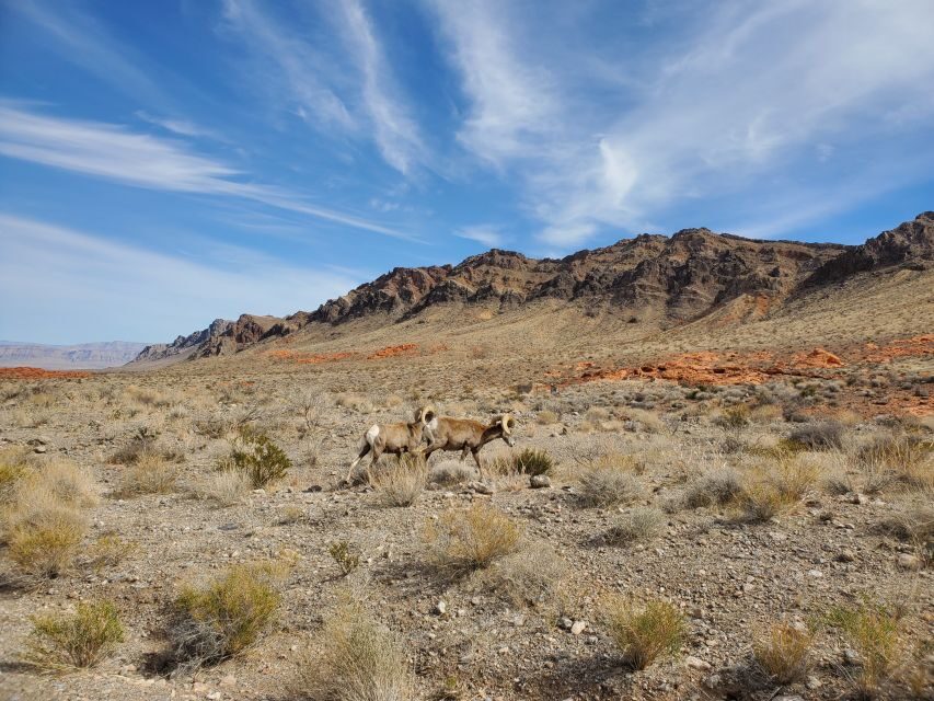 Las Vegas: Hoover Dam & Valley of Fire Day Trip with Brunch - Atlatl Rock petroglyphs: prehistory you can actually make sense of