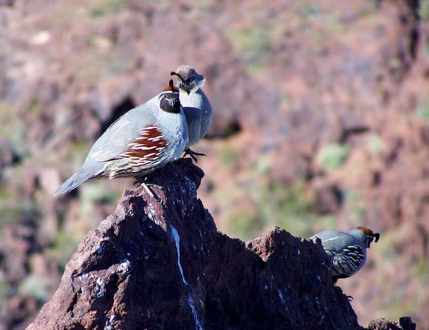 Las Vegas: Small Group Hoover Dam, Power Plant & Bridge Tour - Black Canyon warm-up: the photo stop plus guided facts